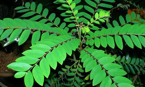 Bhoomi Amalaki (Phyllanthus Niruri)