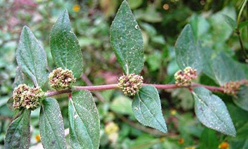 Chhoti Dudhi (Euphorbia Hirta)