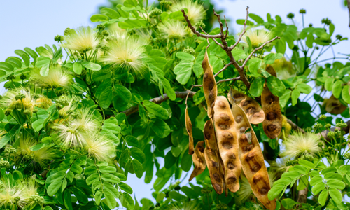 Shirish (Albizia lebbeck)