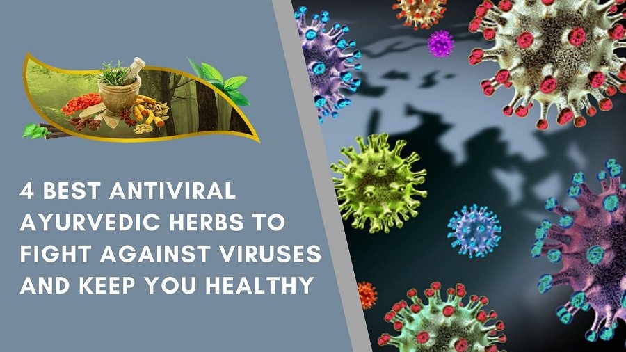 4 Best Antiviral Ayurvedic Herbs to Fight Against Viruses and Keep You Healthy