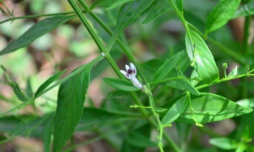 Kalmegh (Andrographis paniculata)