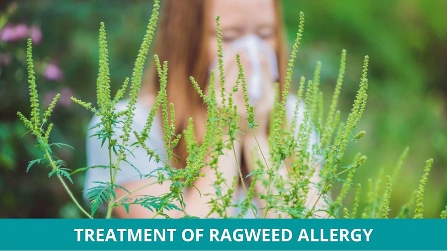 Ayurvedic Treatment of Ragweed Allergy