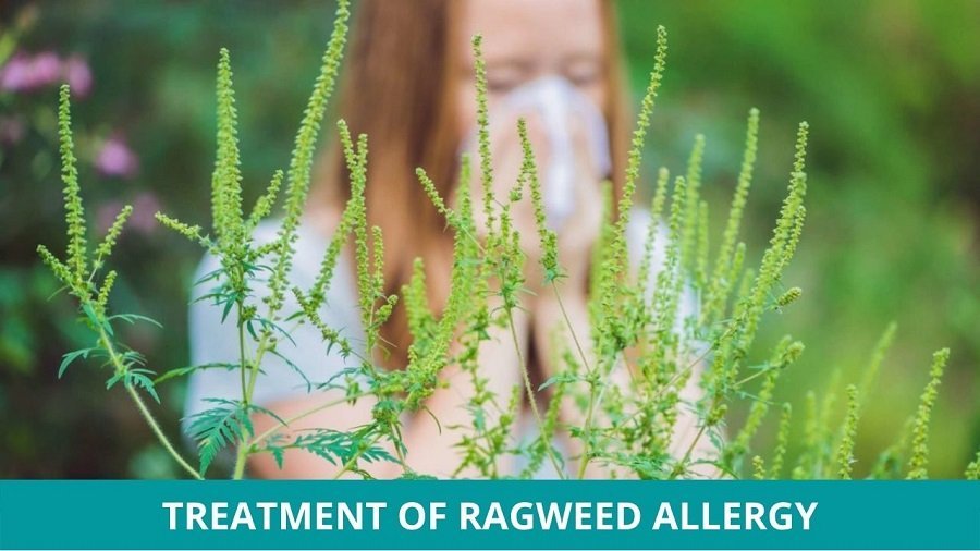 What is Ragweed Allergy and How to Treat it?