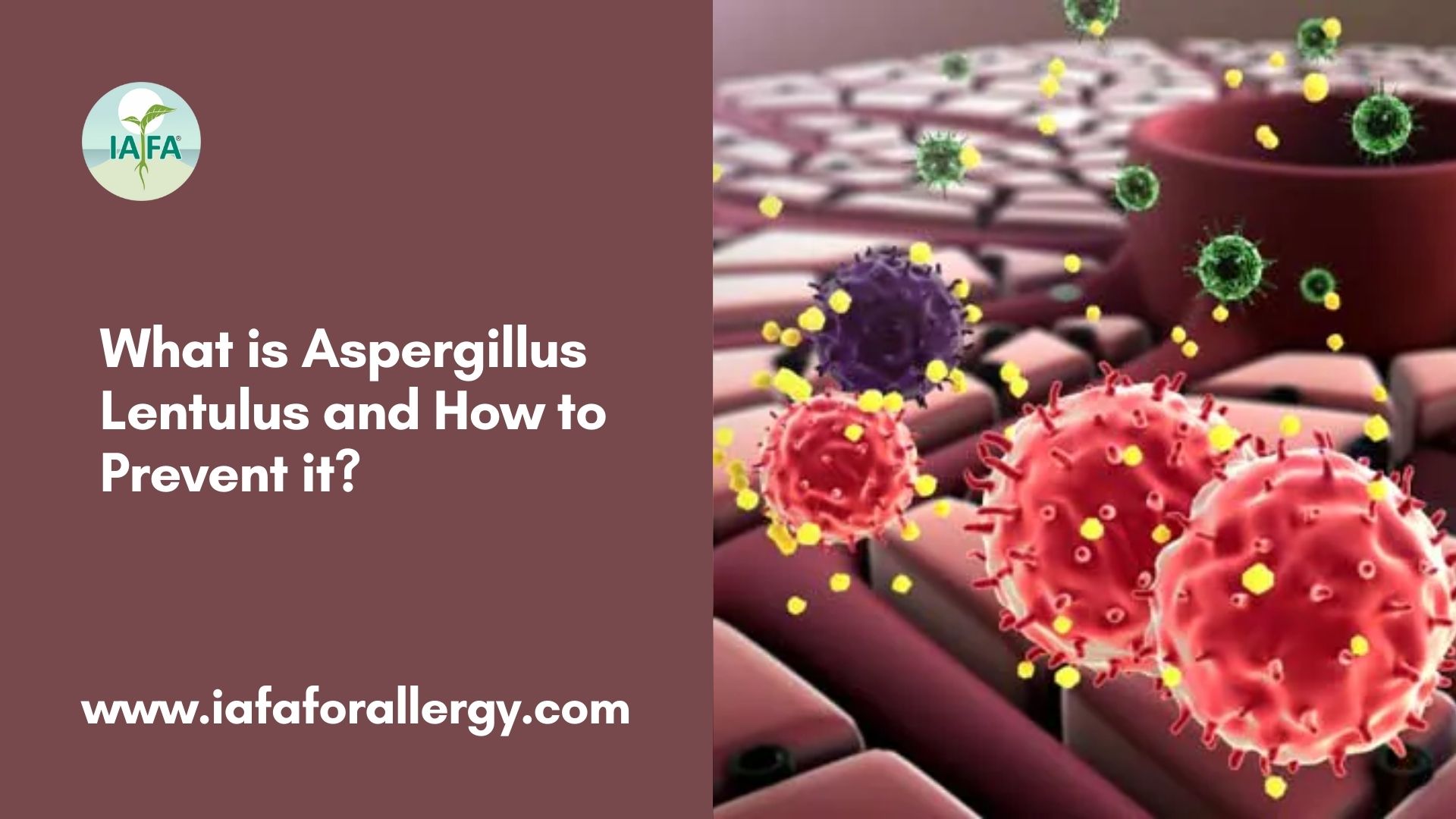 Prevention of Aspergillus Lentulus