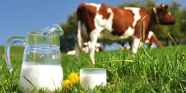 Cow's Milk Allergy