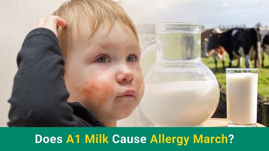 Does A1 Milk Cause Allergy March?