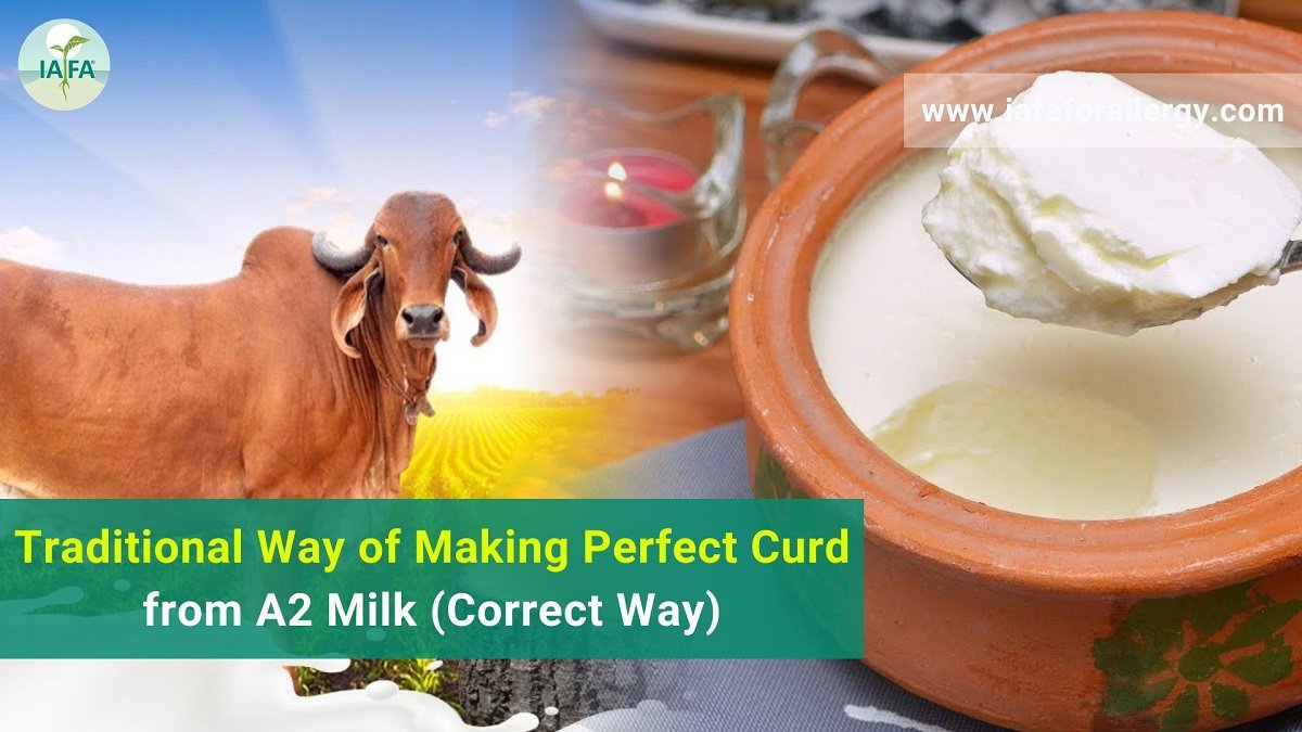 Traditional Way of Making Perfect Curd from A2 Milk (Correct Way)