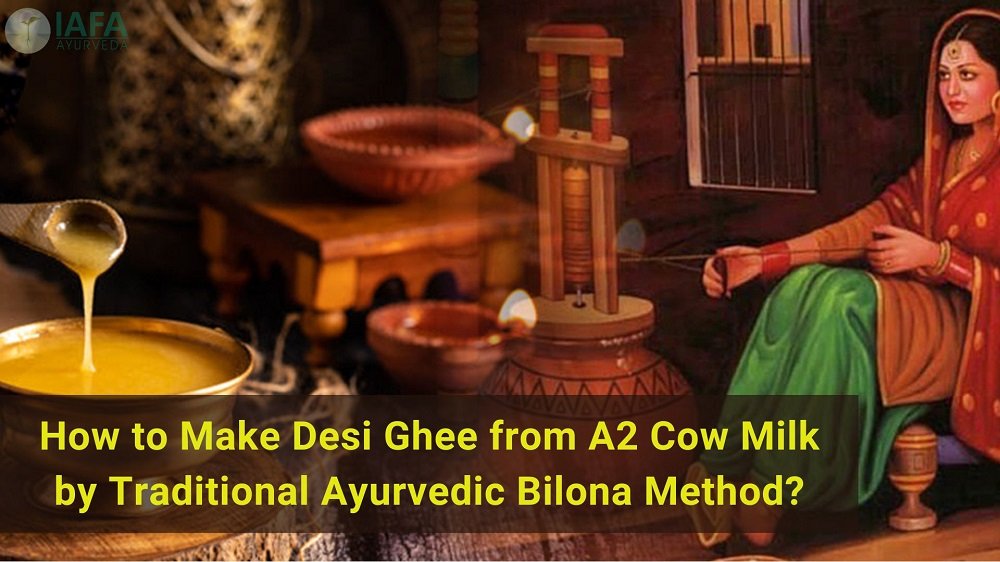 How to Make Desi Ghee from A2 Cow Milk by Traditional Ayurvedic Bilona Method?
