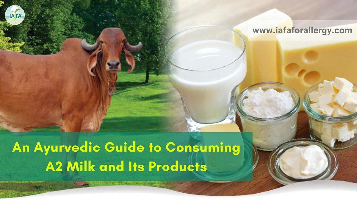 An Ayurvedic Guide to Consuming A2 Milk and Its Products