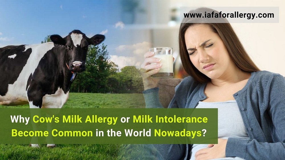 Why Cow's Milk Allergy or Milk Intolerance Become Common in the World Nowadays?