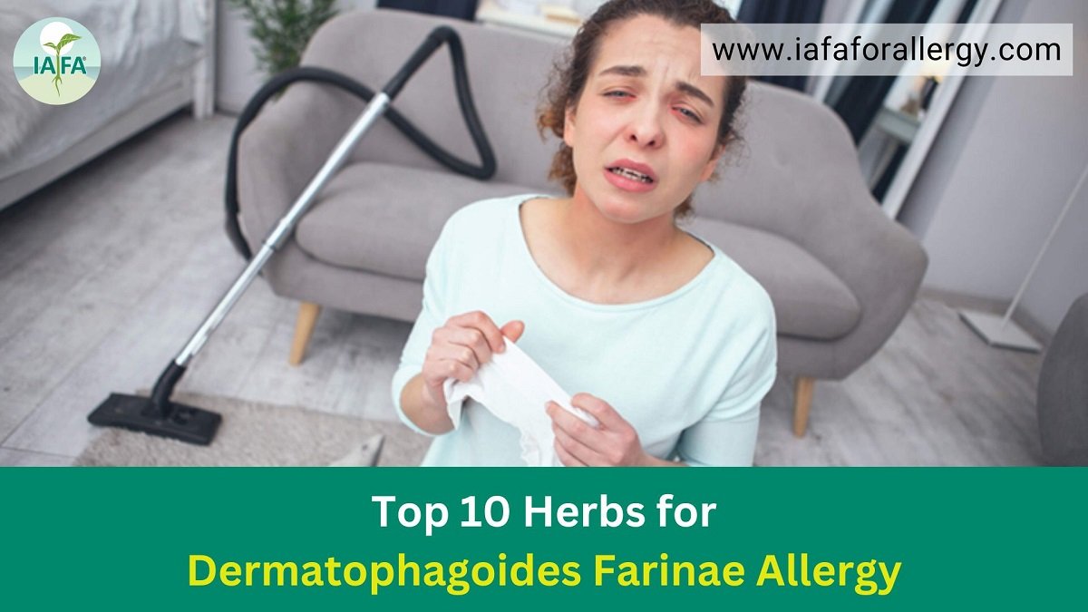 Top 10 Herbs for Dermatophagoides Farinae Allergy - Natural Treatment