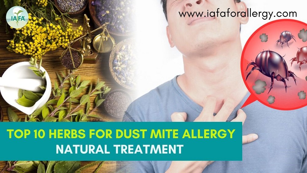 Top 10 Herbs for Natural Treatment of Dust Mite Allergy