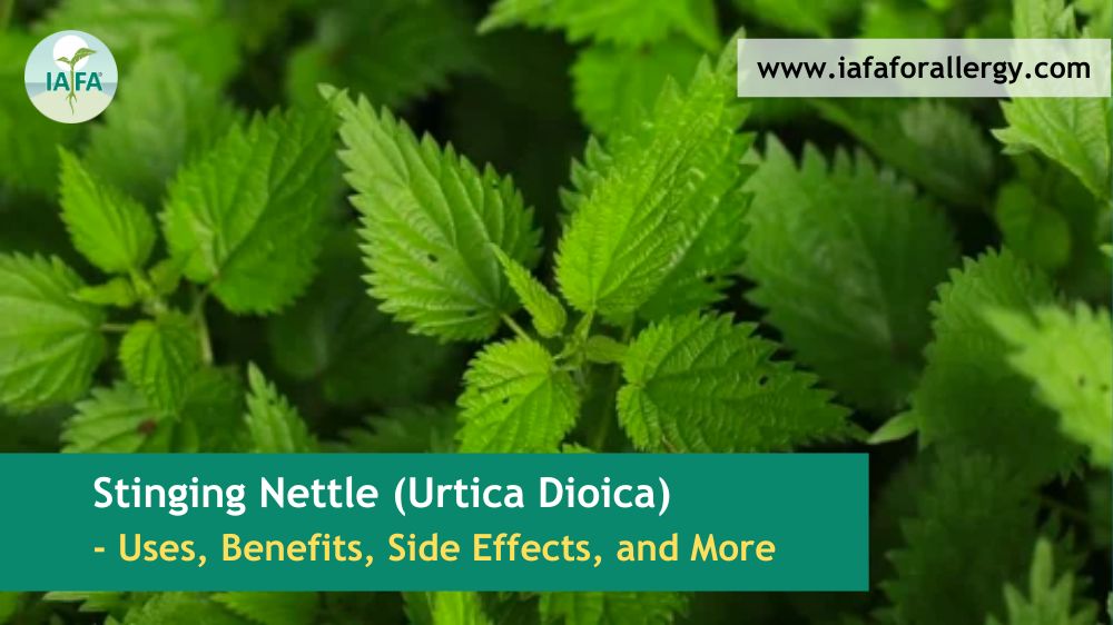 Stinging Nettle (Urtica Dioica)