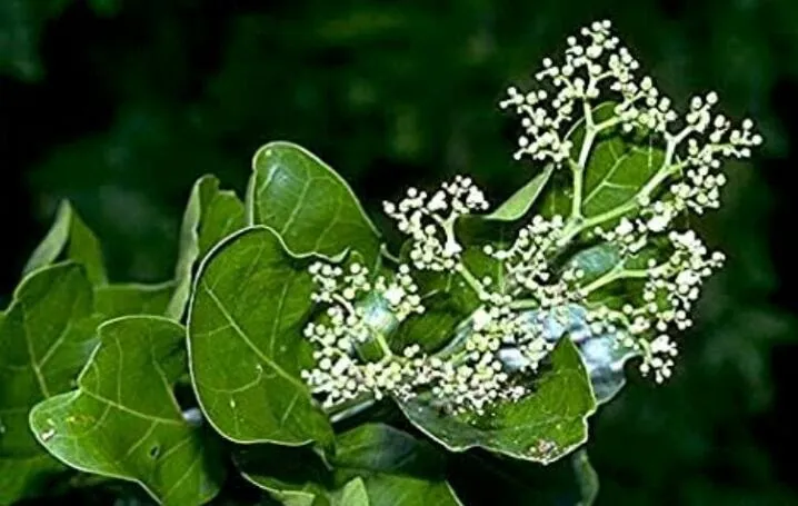 Arani, Agnimantha (Premna serratifolia) - Medicinal Properties, Uses and More