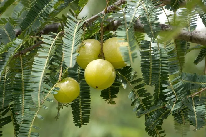 Amla, Amalaki (Emblica officinalis) - Uses and Benefits
