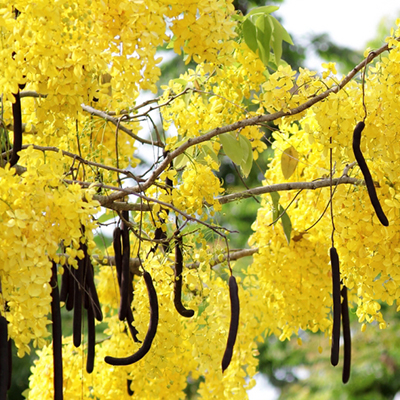 Aragvadha (Cassia Fistula)