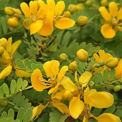 Avartaki (Avarampoo - Cassia auriculata) - Benefits, Uses and More
