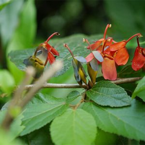 Avartani (Helicteres Isora)