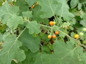 Bruhati (Solanum Indicum)