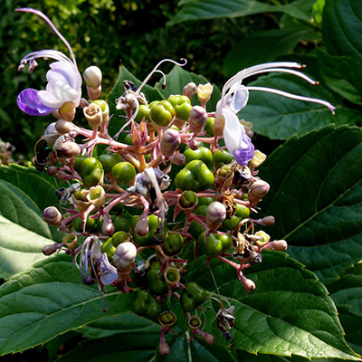 Bharangi (Clerodendrum Serratum) - Uses, Benefits and Medicinal Properties