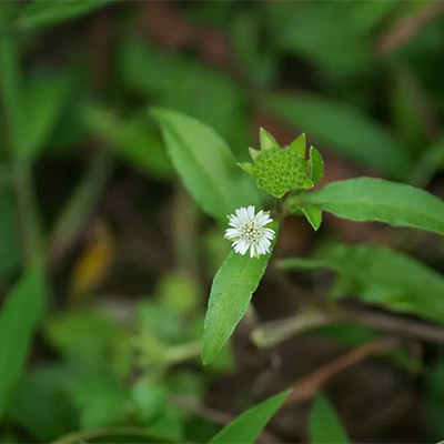 Bhringaraja (Eclipta alba) - Uses and Benefits