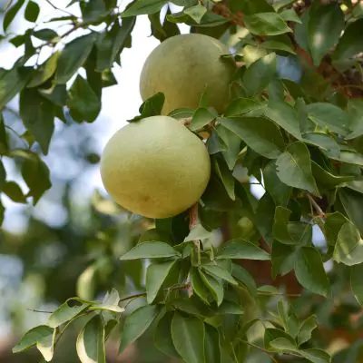 Bael Bilva Aegle Marmelos Uses and Benefits