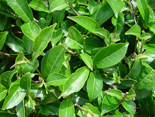 Black Tea (Camellia Sinensis)