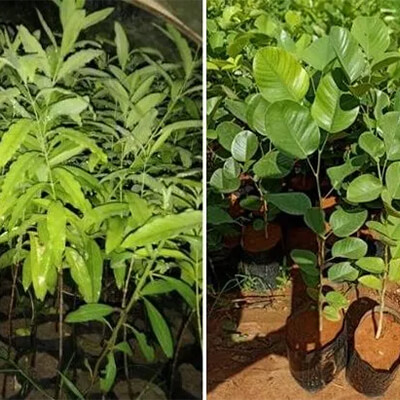 Chandana (Santalum album) - Uses and Benefits