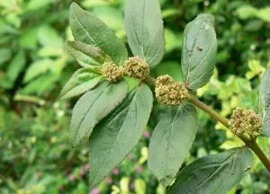 Chhoti Dudhi Euphorbia thymifolia