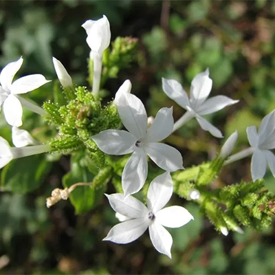 Chitrak (Ceylon Leadwort, Plumbago Zeylanica) - Uses and Benefits