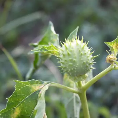 Datura (Datura metel) - Uses, Benefits and Medicinal Properties
