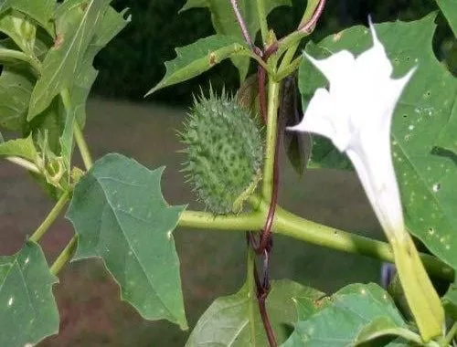 Datura (Datura metel) - Uses, Benefits and Medicinal Properties