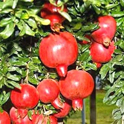 Dadima, Pomegranate (Punica granatum) - Uses and Benefits