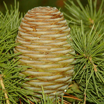 Devadaru (Cedrus deodara) - Uses, Benefits and Medicinal Properties
