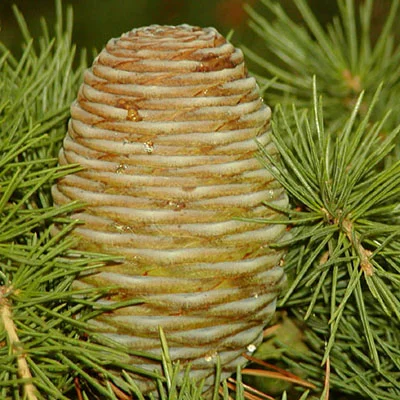 Devadaru (Cedrus deodara) - Uses, Benefits and Medicinal Properties
