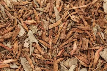 Dhataki (Woodfordia fruticosa) - Uses, Benefits and Medicinal Properties
