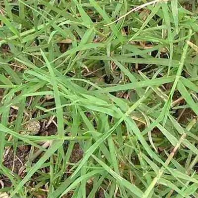 Durva, Bermuda Grass (Cynodon Dactylon) - Uses and Benefits