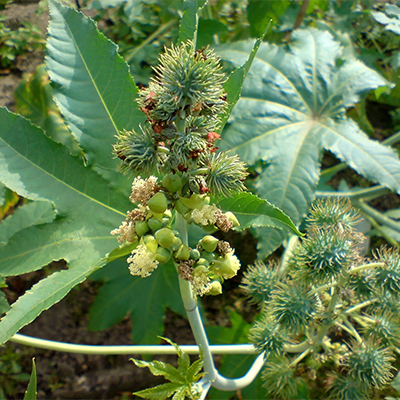 Eranda (Ricinus communis) - Medicinal Properties, Benefits and Uses