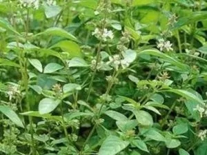 External Morphology of Tulsi Variety Barbari