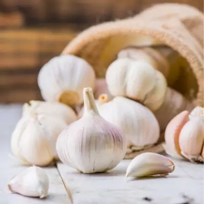 Garlic - Lahsun - Allium Sativum