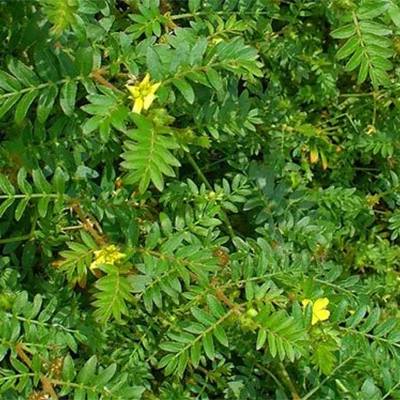 Gokshur (Tribulus terrestris) - Uses, Benefits and Medicinal Properties