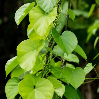 Guduchi, Giloy (Tinospora cordifolia) - Uses, Benefits and Medicinal Properties
