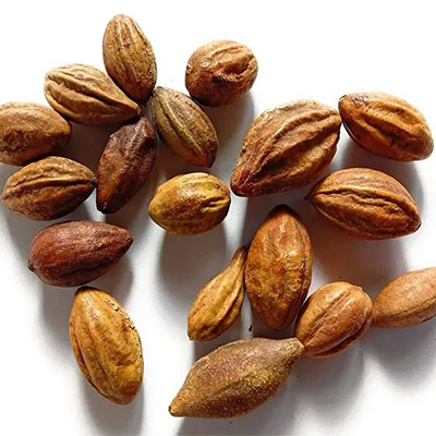 Haritaki, Harad (Terminalia chebula) - Uses, Benefits and Medicinal Properties