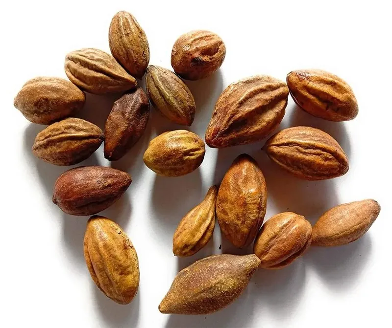 Haritaki, Harad (Terminalia chebula) - Uses, Benefits and Medicinal Properties
