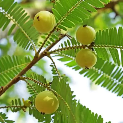 Indian Gooseberry - Amla - Phyllanthus Emblica