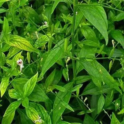Kalmegh (Andrographis paniculata) - Uses, Benefits and Medicinal Properties