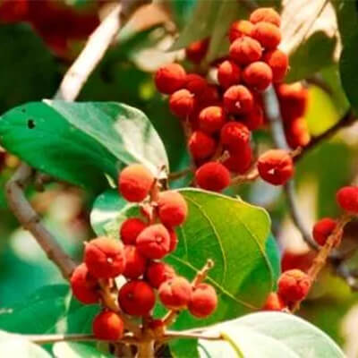 Kampillaka (Mallotus philippensis) - Uses, Benefits and Medicinal Properties