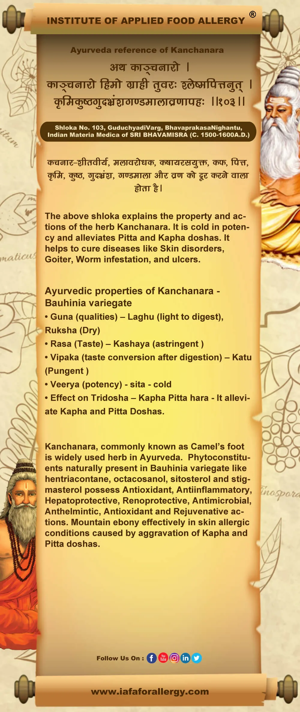 Ayurveda reference of Kanchanara - Bauhinia variegate