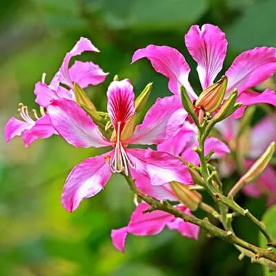 Kanchnar (Bauhinia Variegata) - Uses, Benefits and More