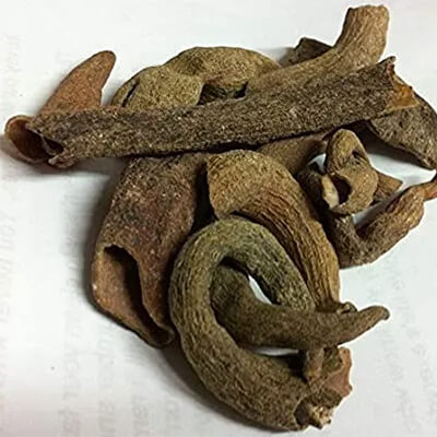 Karkatshringi (Pistacia integerrima) - Uses, Benefits and Medicinal Properties